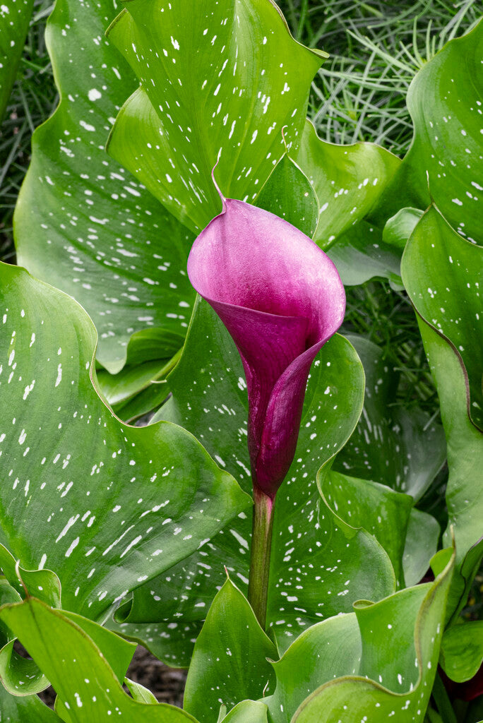 Zantedeschia Naomi 1-pakning